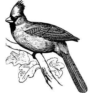 cardinal -- bird