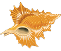 seashell 03