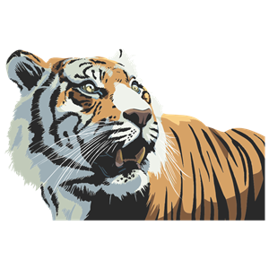 Tiger Head Illustration