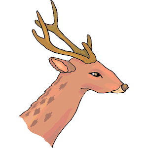 Deer - Face 2