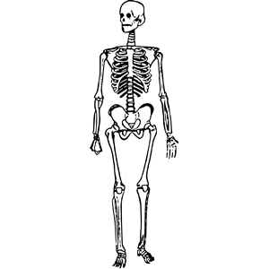 Skeleton Man Standing