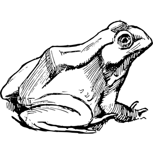 Simple Frog