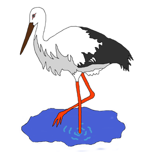 Stork in a pond