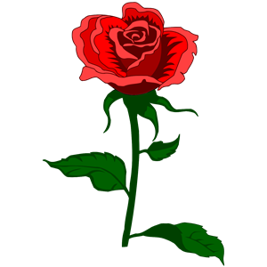 Rose 27