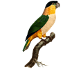 Parrot 59