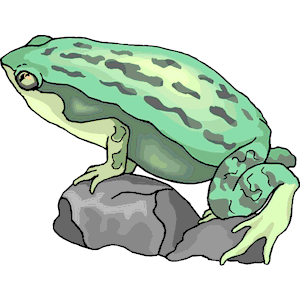 Frog 17