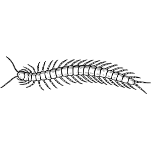 Centipede 3
