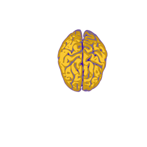 Nm Brain