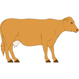 Cow 22