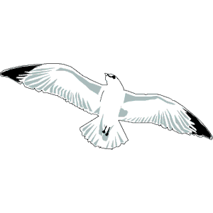 Seagull 02