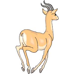 Antelope 012