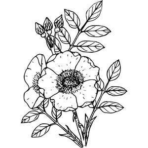 Spalding's rose