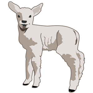 Ypung Lamb