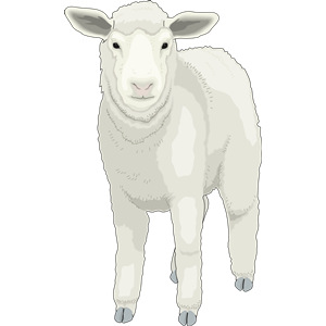 Sheep (Ewe)