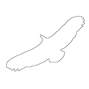 Griffon Vulture Outline