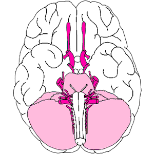 Brain - Inferior View 1