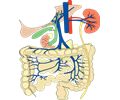 digestive organs, medical diagram