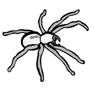 spider - lineart