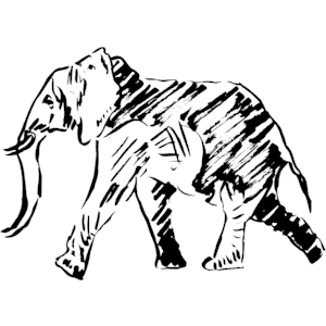 Elephant 003
