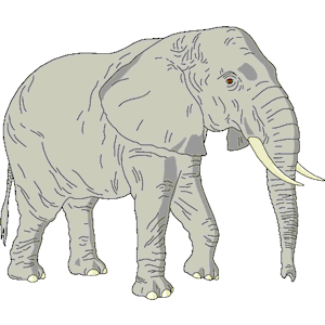 Elephant 09
