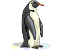 Penguin 13