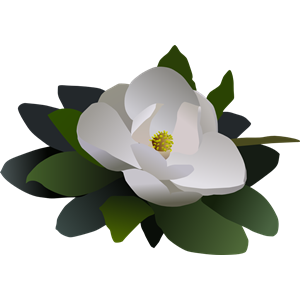 Magnolia flower flor