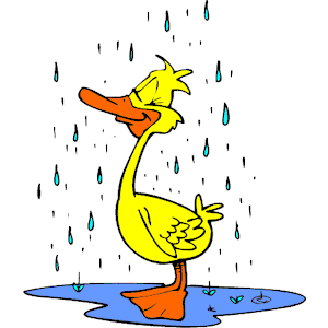 Duck in Rain