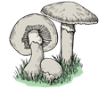 Mushrooms - Colour