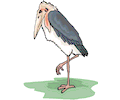 Marabou Stork 2