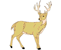 Deer 10