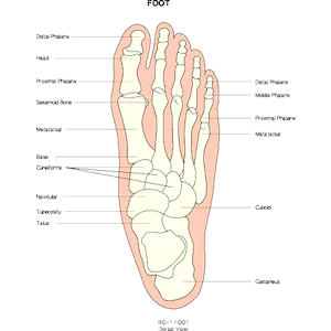 Chart - Foot