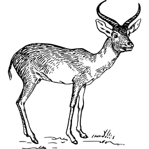 antelope 2
