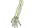 Hand & Arm