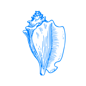 Blue Conch