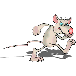 Rat Angry