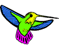 Hummingbird 16