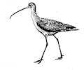 Long Billed Curlew 1