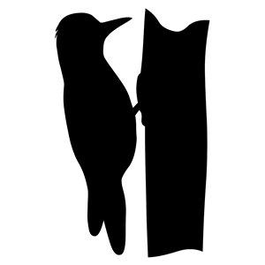 Silhouette - woodpecker