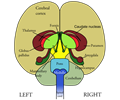 Brain Front View