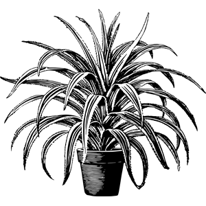 Potted plant 8