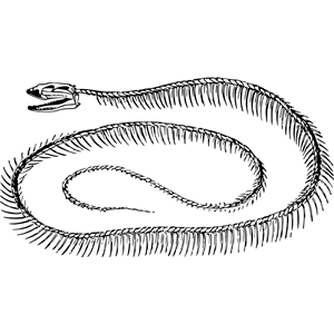 Snake skeleton clipart, cliparts of Snake skeleton free download (wmf