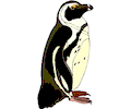 Penguin 24