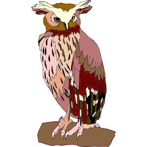 Owl 38
