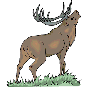 Elk 6
