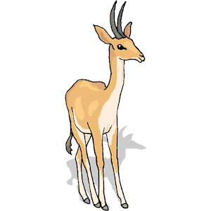 Antelope