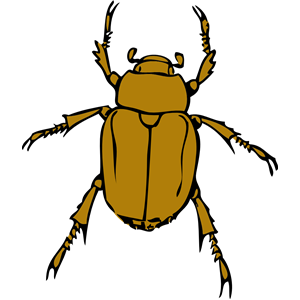 chafer bug