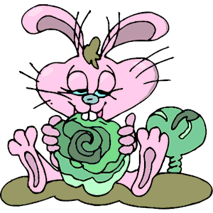 Rabbit Eating Cabbage