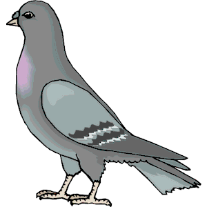 Pigeon 13