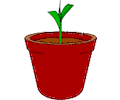 Plant - Sprouting