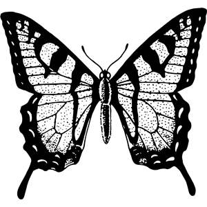 Butterfly 22